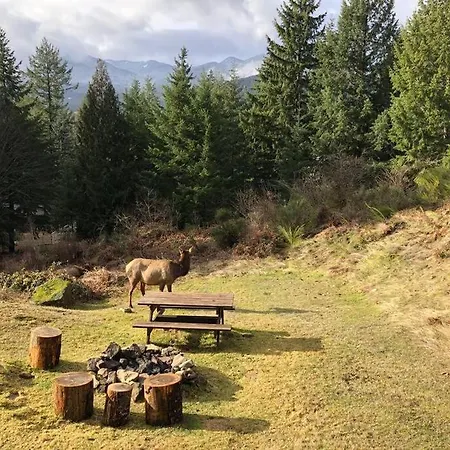 Mountain View Cabin, Hot Tub At Mt Rainier Packwood Extérieur photo